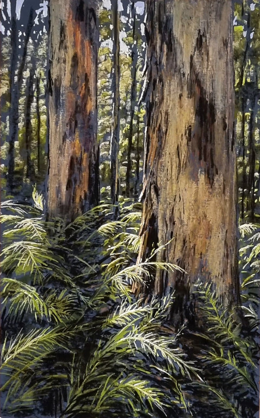 Boranup Forest, Karri's
