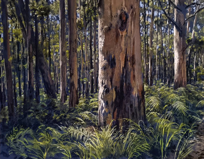 Boranup Forest Walk - Jan 2024