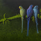 Ringnecks