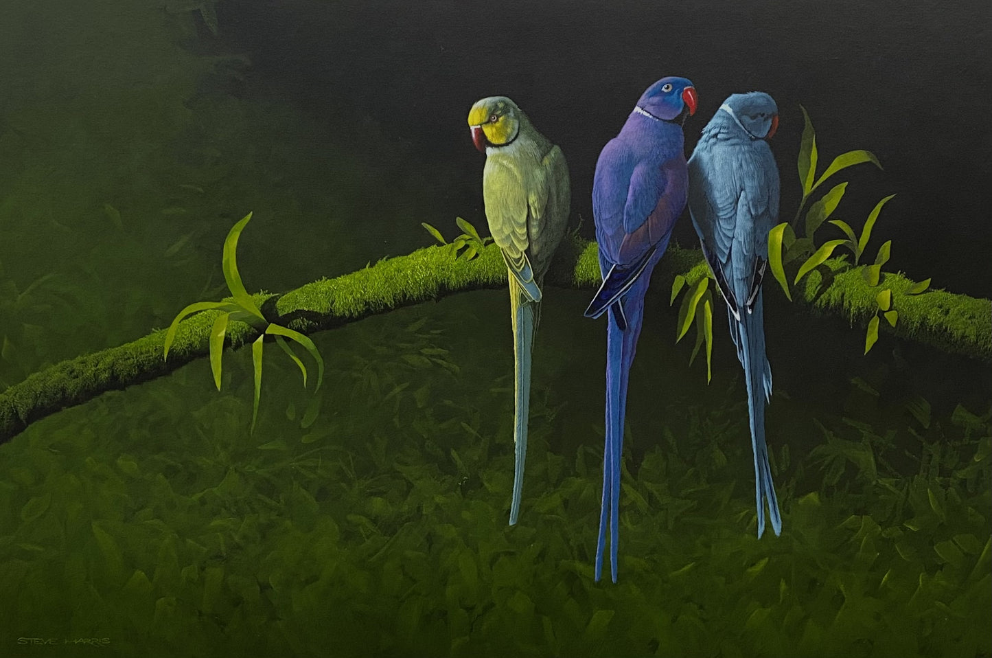 Ringnecks