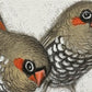 Red Eared Fire Tail Finch