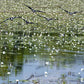 Magpie Geese