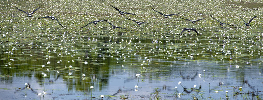 Magpie Geese