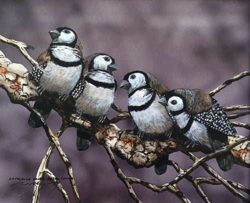 Barred & Feathered, Double Barred Finches
