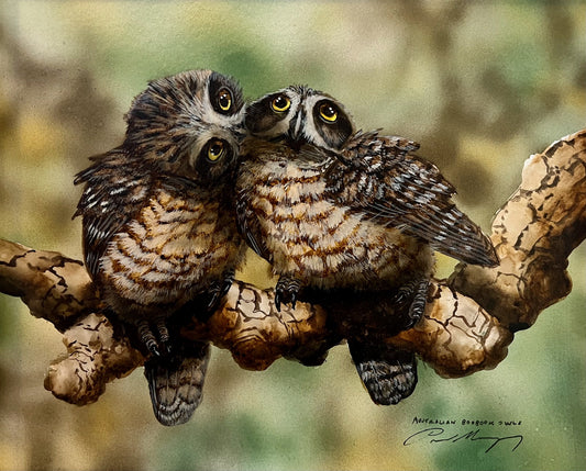 Australian Boobook Owlets, Heckle and Jeckle