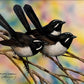 Australian Willy Wagtails, Where's Willy?
