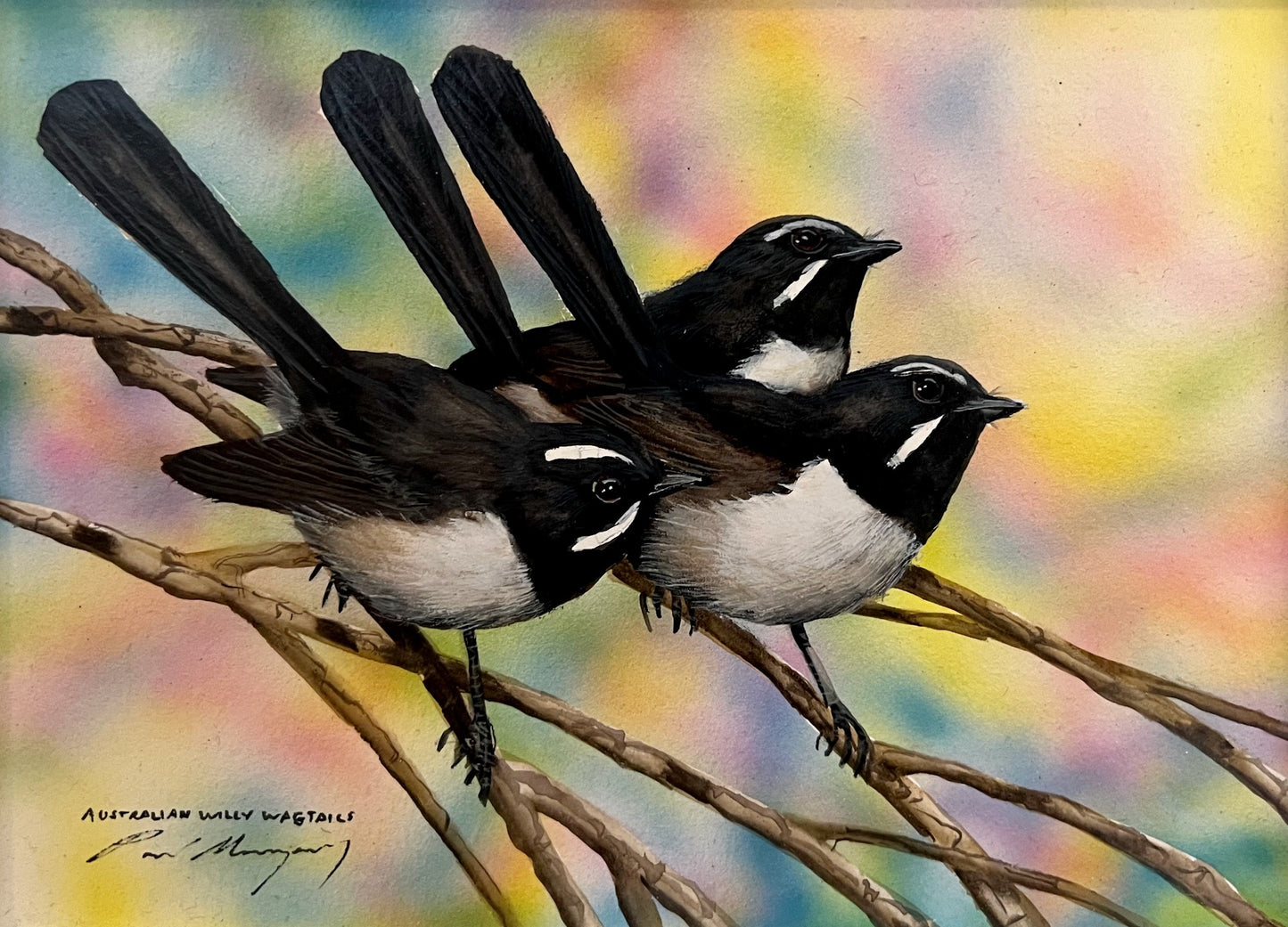 Australian Willy Wagtails, Where's Willy?