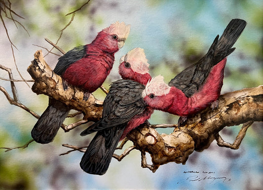 Australian Galahs, Pretty in Pink