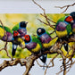 Sunday, Monday, Happy Days, Gouldian Finches