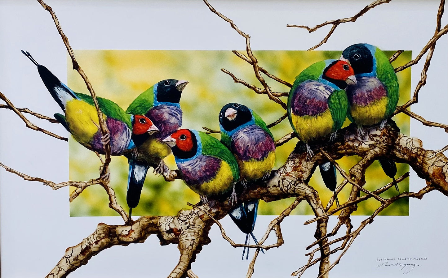 Sunday, Monday, Happy Days, Gouldian Finches