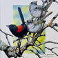 Rough and Ready, Red Backed Fairy Wren