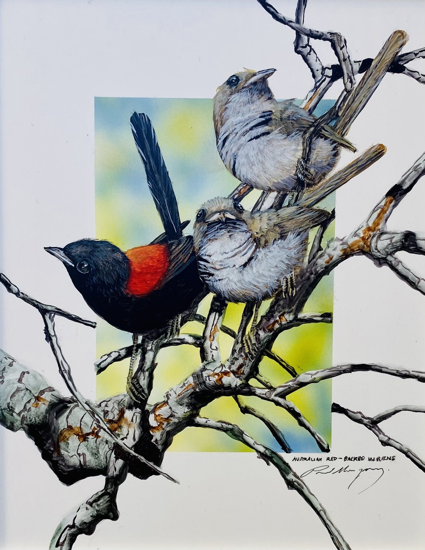 Rough and Ready, Red Backed Fairy Wren