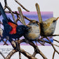 I've Read It All Before, Australian Red Backed Fairy Wren