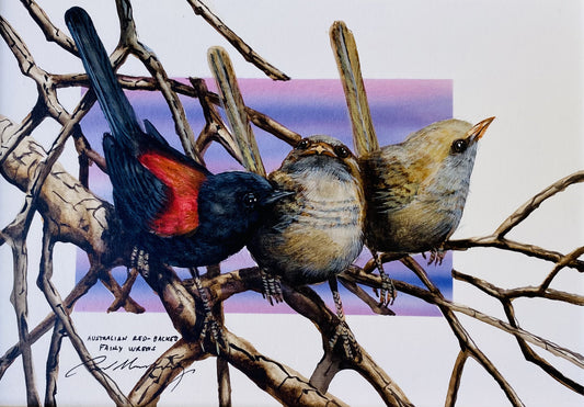 I've Read It All Before, Australian Red Backed Fairy Wren