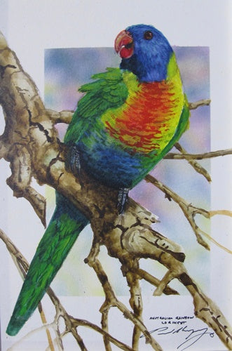 All The Colours Of The Rainbow, Australian Red Lorikeet
