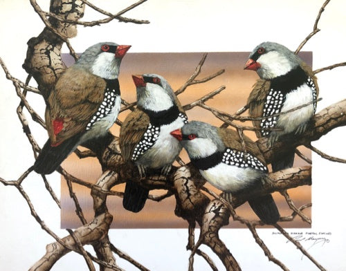 Diamonds are Forever, Diamond Firetail Finches