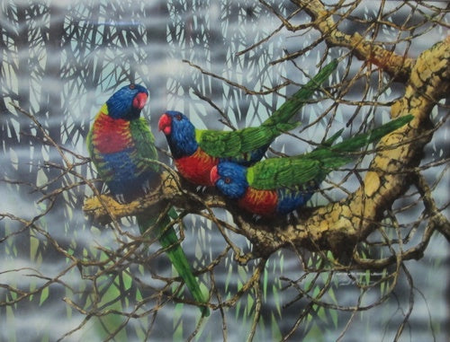 The Rainbow Connection' Rainbow Lorikeets