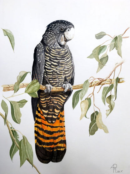 Female Red Tailed Black Cockatoo