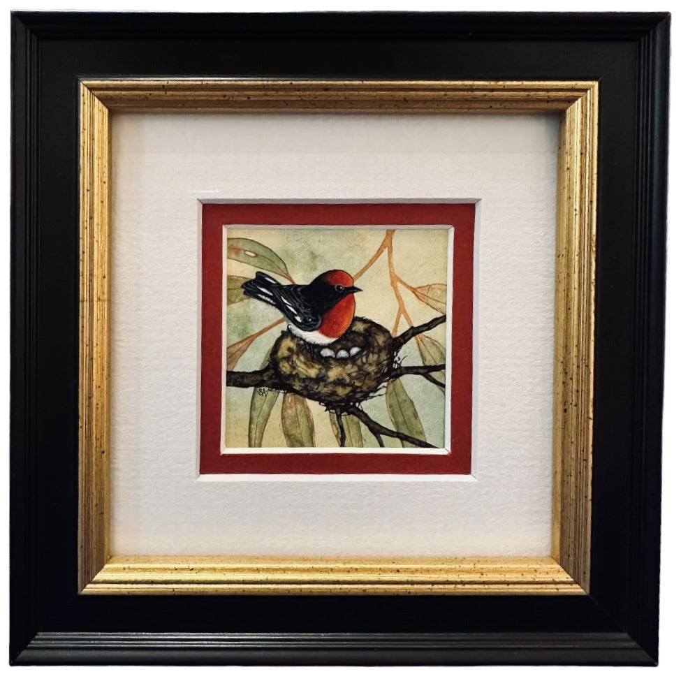 Red Capped Robin - On Nest