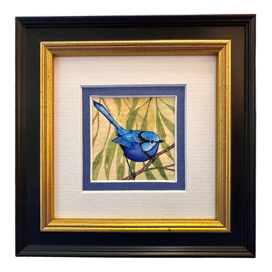 Splendid Fairy Wren D