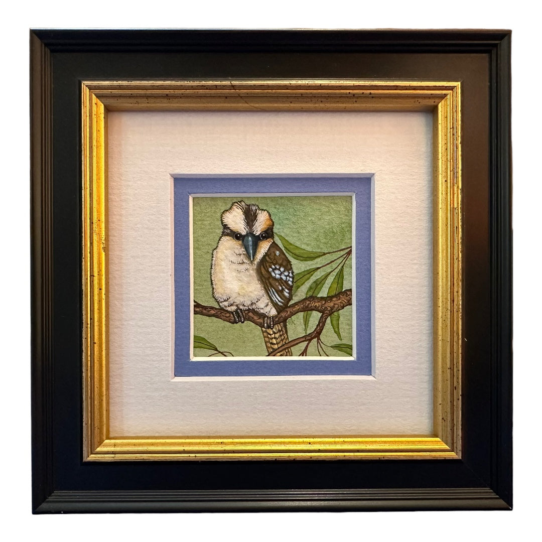 Kookaburra A