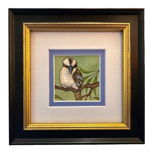 Kookaburra A