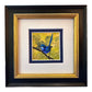 Splendid Fairy Wren E