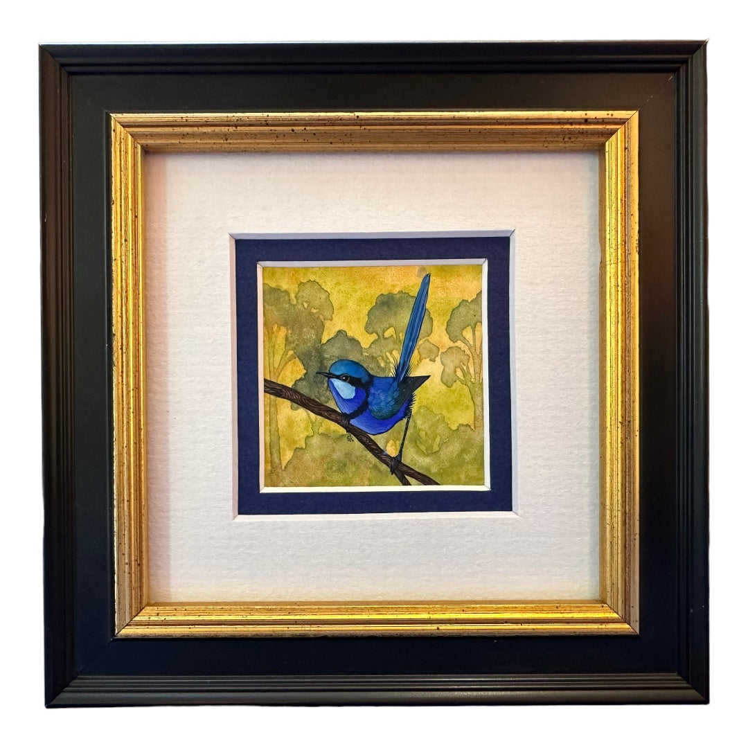 Splendid Fairy Wren E