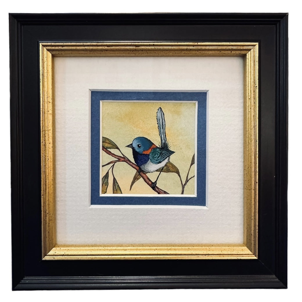 Variegated Fairy Wren A