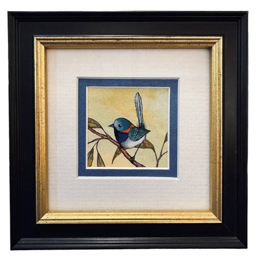 Variegated Fairy Wren A