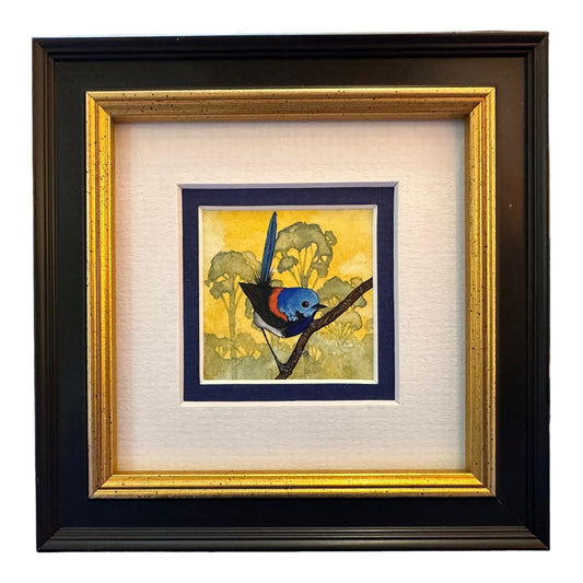 Variegated Fairy Wren B