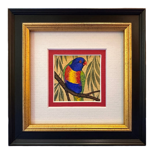 Rainbow Lorikeet D