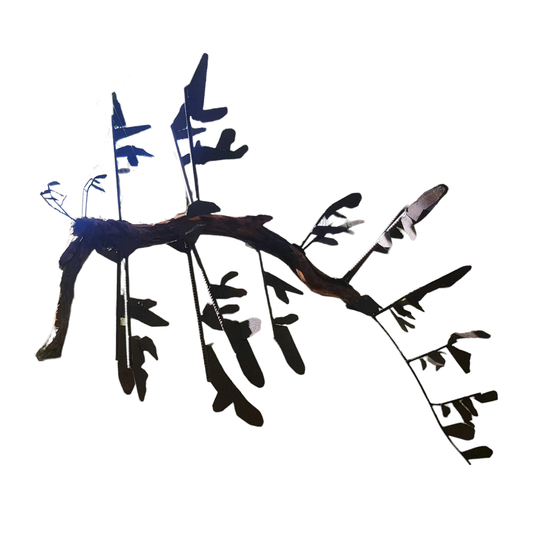 Leafy Sea Dragon