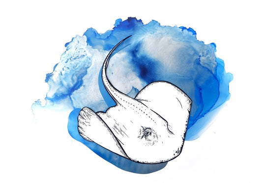 Your Eyes on the Ocean - Sting Ray