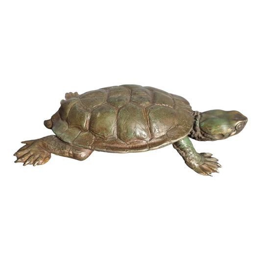 Western Swamp Turtle  - Exhibition Nov 2023