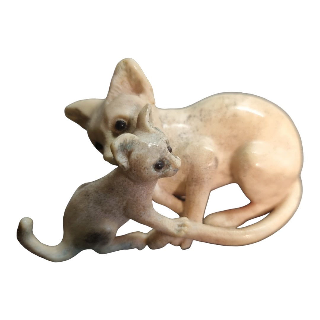 Cat Grooming Kitten - Exhibition Nov 2023