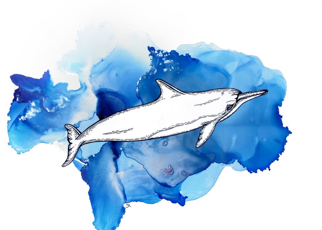 Your Eyes on the Ocean, Spinner Dolphin